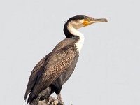 Phalacrocorax lucidus 12, Witborstaalscholver, Saxifraga-Bart Vastenhouw