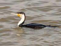 Phalacrocorax lucidus 13, Witborstaalscholver, Saxifraga-Bart Vastenhouw