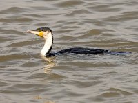 Phalacrocorax lucidus 14, Witborstaalscholver, Saxifraga-Bart Vastenhouw