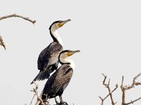 Phalacrocorax lucidus 2, Witborstaalscholver, Saxifraga-Bart Vastenhouw