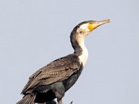 Phalacrocorax lucidus 4, Witborstaalscholver, Saxifraga-Bart Vastenhouw