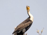 Phalacrocorax lucidus 5, Witborstaalscholver, Saxifraga-Bart Vastenhouw