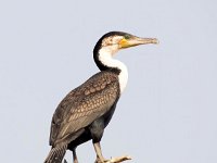 Phalacrocorax lucidus 6, Witborstaalscholver, Saxifraga-Bart Vastenhouw