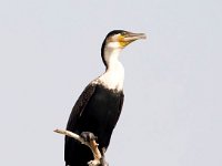 Phalacrocorax lucidus 7, Witborstaalscholver, Saxifraga-Bart Vastenhouw