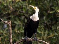 Phalacrocorax lucidus 8, Witborstaalscholver, Saxifraga-Bart Vastenhouw