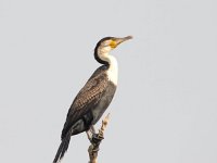 Phalacrocorax lucidus 9, Witborstaalscholver, Saxifraga-Bart Vastenhouw