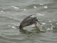 Phalacrocorax pygmeus 1, Dwergaalscholver, Saxifraga-Piet Munsterman