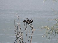 Phalacrocorax pygmeus 10, Dwergaalscholver, Saxifraga-Dirk Hilbers