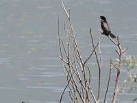 Phalacrocorax pygmeus 11, Dwergaalscholver, Saxifraga-Dirk Hilbers