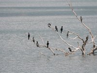 Phalacrocorax pygmeus 12, Dwergaalscholver, Saxifraga-Dirk Hilbers