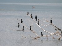 Phalacrocorax pygmeus 13, Dwergaalscholver, Saxifraga-Dirk Hilbers