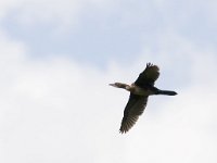 Phalacrocorax pygmeus 2, Dwergaalscholver, Saxifraga-Mark Zekhuis