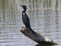 Phalacrocorax pygmeus 7, Dwergaalscholver, Saxifraga-Mark Zekhuis