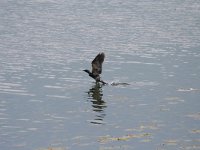 Phalacrocorax pygmeus 8, Dwergaalscholver, Saxifraga-Dirk Hilbers