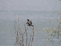 Phalacrocorax pygmeus 9, Dwergaalscholver, Saxifraga-Dirk Hilbers