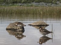 Phalaropus lobatus 5, Grauwe franjepoot, Saxifraga-Rob Felix : Animalia, Aves, Chordata, animal, bird, dier, dieren, gewervelde dieren, vertebraat, vertebrate, vogel, vogels