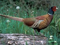 Phasianus colchicus 19, Fazant, male, Saxifraga-Piet Munsterman