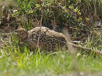 Fazant 01 #46794 : Phasianus colchicus, Common Pheasant, Fazant, female