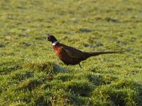 Phasianus colchicus 39, Fazant, Saxifraga-Jan Nijendijk