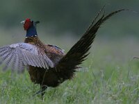 Phasianus colchicus 4, Fazant, Saxifraga-Piet Munsterman