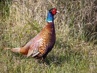 Phasianus colchicus 76, Fazant, Saxifraga-Bart Vastenhouw