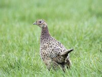 Phasianus colchicus 77, Fazant, adult, female, Saxifraga-Theo Verstrael