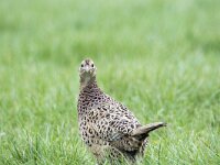 Phasianus colchicus 78, Fazant, adult, female, Saxifraga-Theo Verstrael