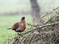 Phasianus colchicus 82, Fazant, adult, male, Saxifraga-Theo Verstrael