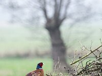 Phasianus colchicus 83, Fazant, adult, male, Saxifraga-Theo Verstrael