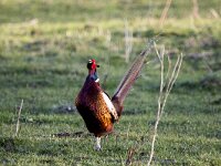 Phasianus colchicus 86, Fazant, adult, male, Saxifraga-Theo Verstrael