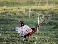 Phasianus colchicus 87, Fazant, adult, male, Saxifraga-Theo Verstrael