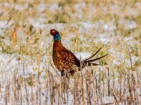 Phasianus colchicus 89, Fazant, adult, male, Saxifraga-Theo Verstrael