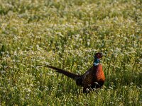Phasianus colchicus 92, Fazant, adult, male, Saxifraga-Theo Verstrael