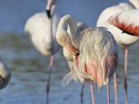 Phoenicopterus roseus 10, Caraibische flamingo, Saxifraga-Tom Heijnen