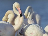 Phoenicopterus roseus 12, Caraibische flamingo, Saxifraga-Tom Heijnen