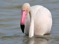 Phoenicopterus roseus 18, Caraibische flamingo, Saxifraga-Tom Heijnen