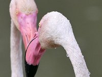 Phoenicopterus roseus 21, Caraibische flamingo, Saxifraga-Tom Heijnen