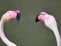 Phoenicopterus roseus 22, Caraibische flamingo, Saxifraga-Tom Heijnen