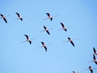 Phoenicopterus roseus 25, Caraibische flamingo, Saxifraga-Tom Heijnen