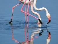 Phoenicopterus roseus 26, Caraibische flamingo, Saxifraga-Tom Heijnen