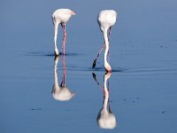 Phoenicopterus roseus 27, Caraibische flamingo, Saxifraga-Tom Heijnen