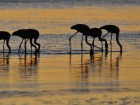 Phoenicopterus roseus 5 Caraibische flamingo, Saxifraga-Tom Heijnen