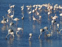 Phoenicopterus ruber 101, Flamingo, Saxifraga-Ed Stikvoort