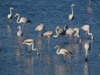 Phoenicopterus ruber 102, Flamingo, Saxifraga-Ed Stikvoort