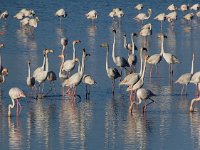 Phoenicopterus ruber 95, Flamingo, Saxifraga-Ed Stikvoort