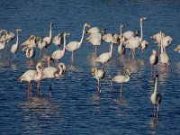 Phoenicopterus ruber 96, Flamingo, Saxifraga-Ed Stikvoort