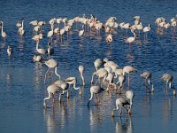 Phoenicopterus ruber 99, Flamingo, Saxifraga-Ed Stikvoort