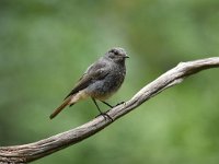 Phoenicurus ochruros 6, Zwarte roodstaart, Saxifraga-Luuk Vermeer