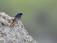 Phoenicurus ochruros ssp semirufus 37, Zwarte roodstaart, Saxifraga-Tom Heijnen