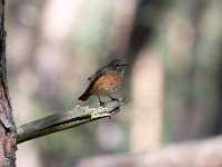 Phoenicurus phoenicurus 111, Gekraagde roodstaart, Saxifraga-Luuk Vermeer